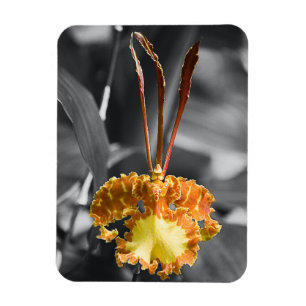 Gele vlinder orchidee bloem magneet