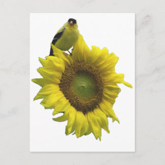 Gele vogel op gele zonnebloem. briefkaart