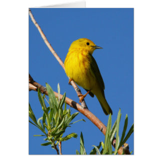 Gele Warbler