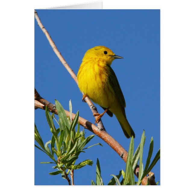 Gele Warbler (Voorkant)