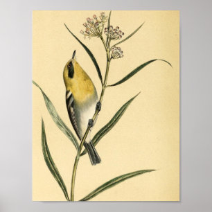 Gele Warbler Bird Poster