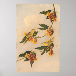 Gele Warbler - Joseph B. Kidd Fine Art Poster