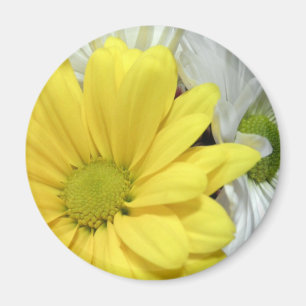 Gele White Daisy Daisies Flower Flowers Foto Magneet