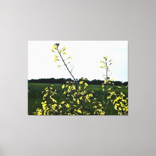 Gele wilde bloemen in open veld canvas afdruk