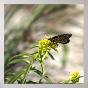 Gele wilde bloemen met Butterfly Poster