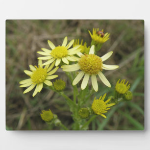  gele wilde bloemen Plaque Fotoplaat