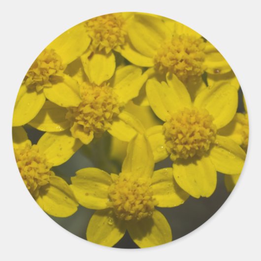 Gele wilde bloemen ronde sticker (Voorkant)
