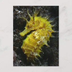 Gele zeepaardje Hippocampus Guttulatus Briefkaart