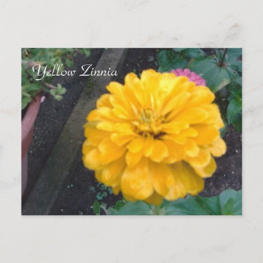 Gele Zinnia Briefkaart (Voorkant)