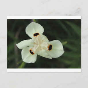 Gele zomerbloem briefkaart