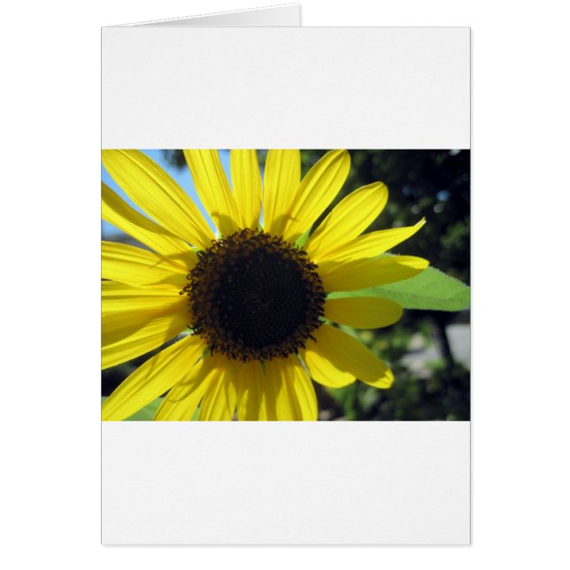Gele zonnebloem (Voorkant)
