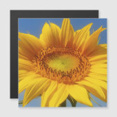 Gele zonnebloem (Voorkant / Achterkant)