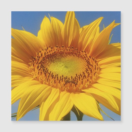 Gele zonnebloem (Voorkant)