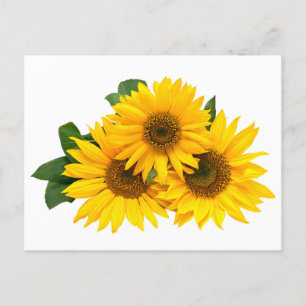 Gele Zonnebloem Bloemen Blank Post Kaart
