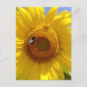 Gele zonnebloem briefkaart