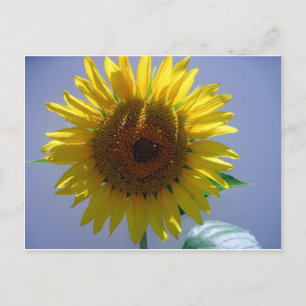 Gele zonnebloem briefkaart