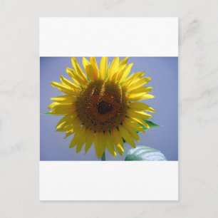 Gele zonnebloem briefkaart