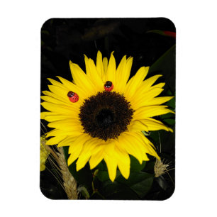 Gele zonnebloem en twee luikbeitjes magneet