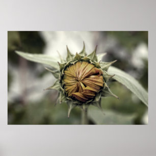 Gele zonnebloem met gesloten bloembladeren poster