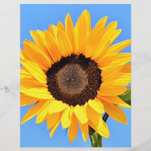 Gele Zonnebloem op Blauwe Hemel Letterhead Zomer Briefhoofd