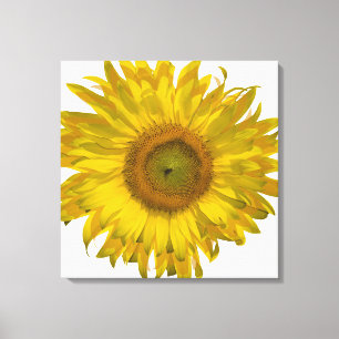 Gele zonnebloem op wit canvas afdruk