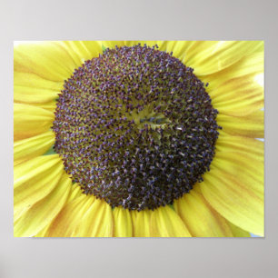 Gele Zonnebloem Print