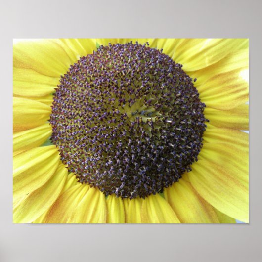 Gele Zonnebloem Print (Voorkant)