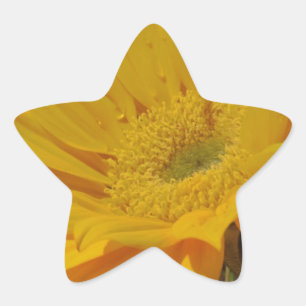 Gele zonnebloem ster sticker
