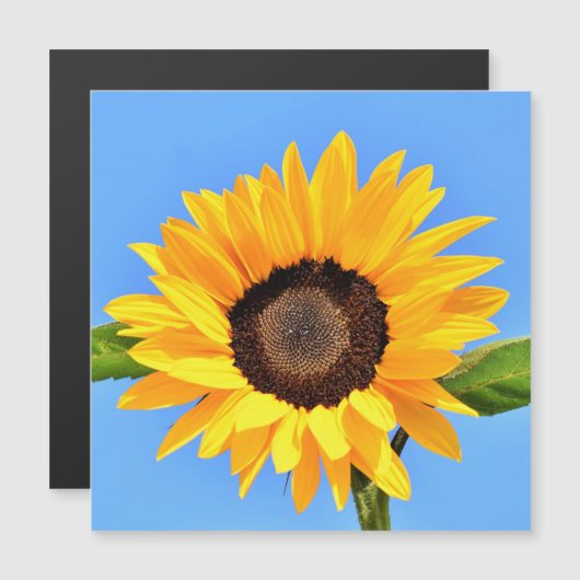 Gele zonnebloem tegen zon op blauwe hemel - zomer (Voorkant / Achterkant)