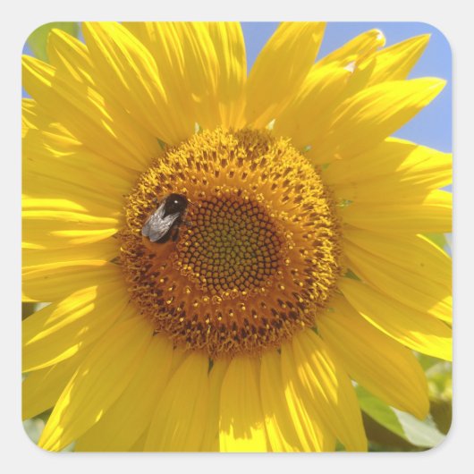 Gele zonnebloem vierkante sticker (Voorkant)