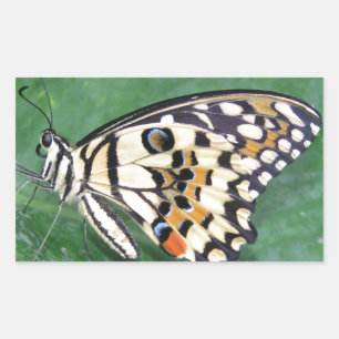 Gele zwarte en witte vlinder op lef rechthoekige sticker