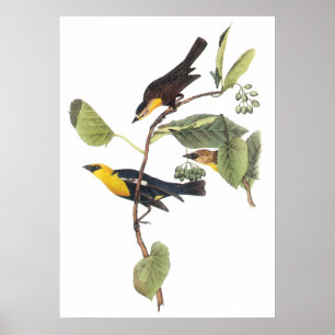 Gele zwarte vogel poster