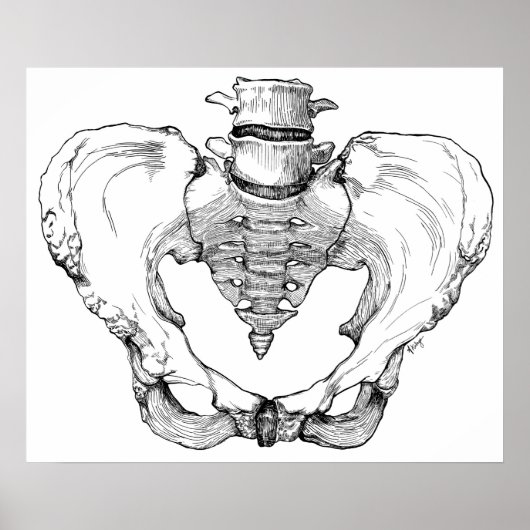 Gelede Pelvis Poster (Voorkant)