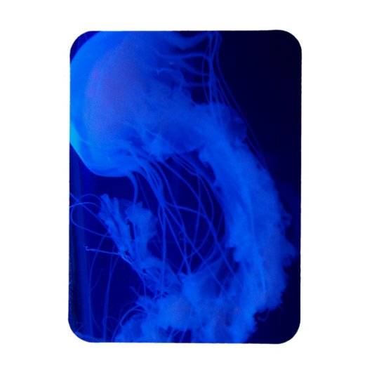Gelei magneet (Verticaal)