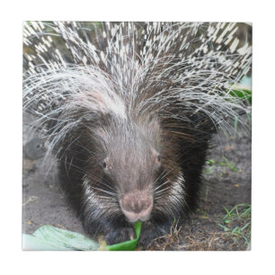 Geleste Porcupine Tile Tegeltje