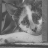 Gelieve te Katten Sticker (Voorkant)