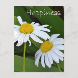 Geluk Daisies Briefkaart