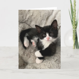 Geluk Kitten Blank Folded Kaart
