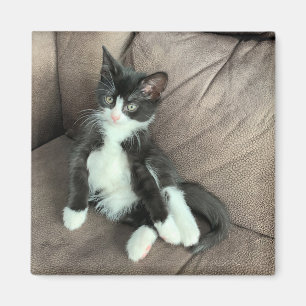 Geluk Kitten Magnet Magneet