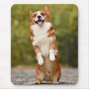 Gelukkig Corgi Puppy Staande Foto Muismat