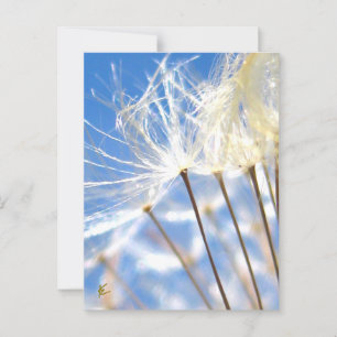 Gelukkig, Dansend, Paardenbloempluis, Verhalen in Briefkaart