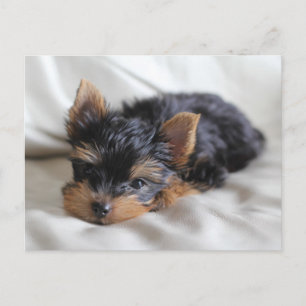 Gelukkig de Japanse Yorkie-briefkaarten Briefkaart