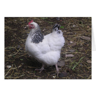 Gelukkig de Light Sussex