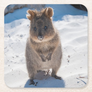 Gelukkig en leuk Quokka op het strand Vierkante Kartonnen Onderzetter