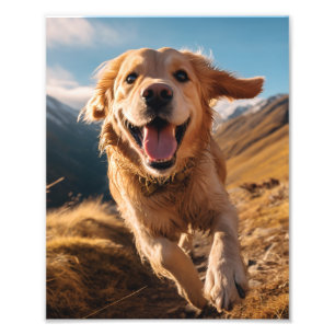 Gelukkig Golden Retriever Running Foto Afdruk