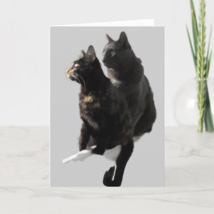 Gelukkig jubileum kattenkoppel kaart