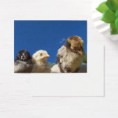 gelukkig kleine kip met slaap visitekaartjes (Bureau)