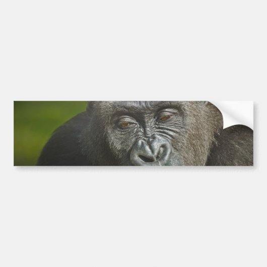 Gelukkig Nieuwjaar van de Astrologie van de Monkey Bumpersticker (Voorkant)
