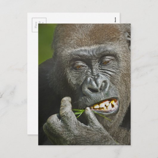 Gelukkig Nieuwjaar van de Astrologie van de Monkey Feestdagenkaart (Voorkant / Achterkant)