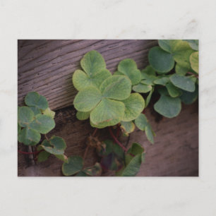 Gelukkig of Vastberaden? Shamrocks op St. Patrick' Briefkaart